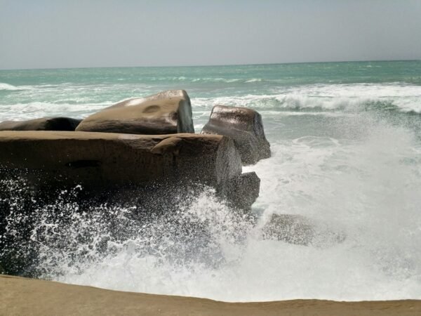 a large turtle on a beach